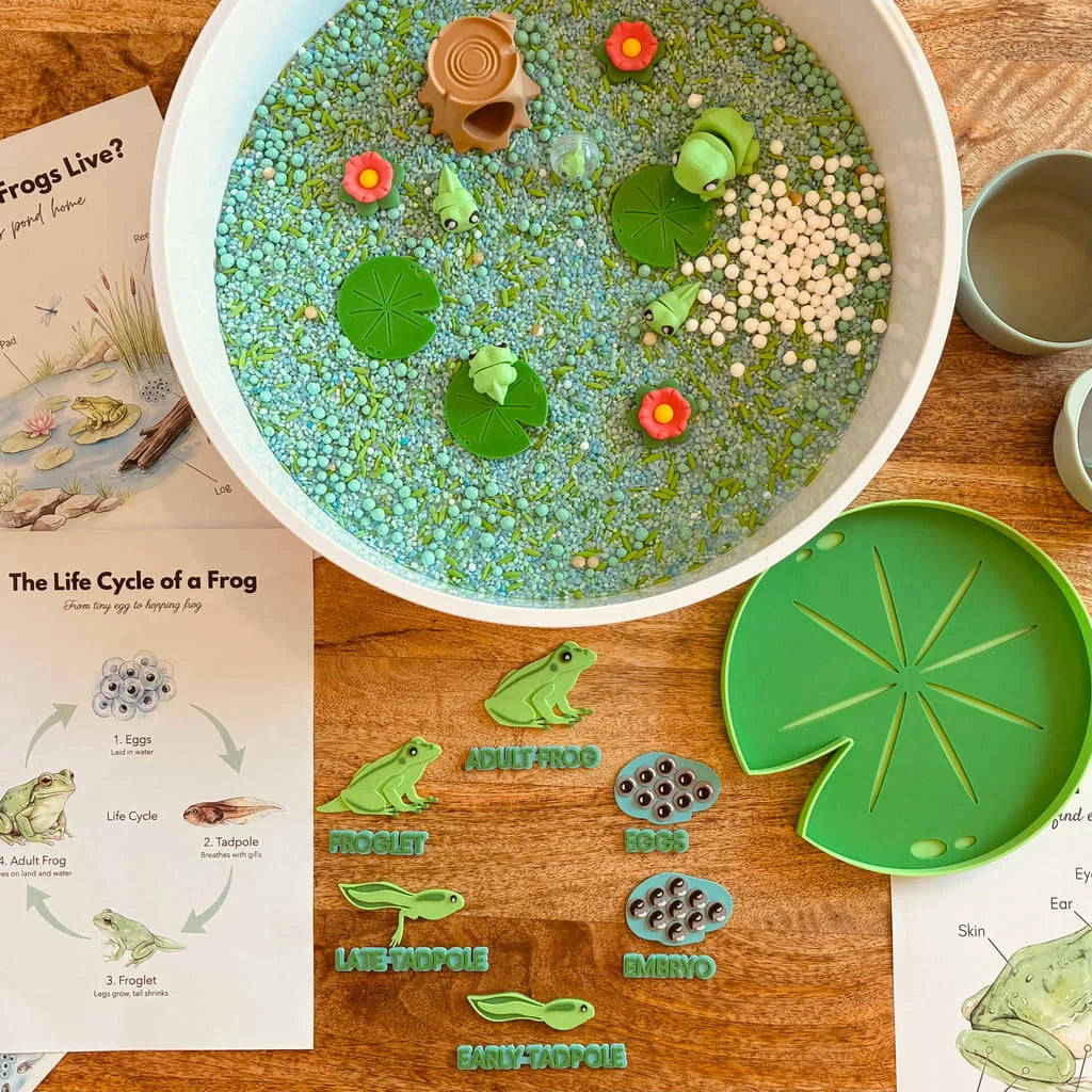 Frog Lifecycle - Pour & Play