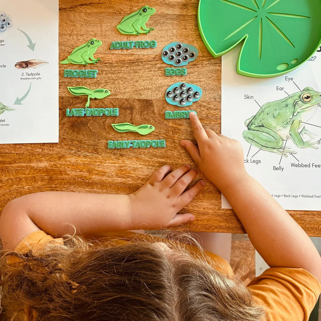 Frog Lifecycle - Pour & Play